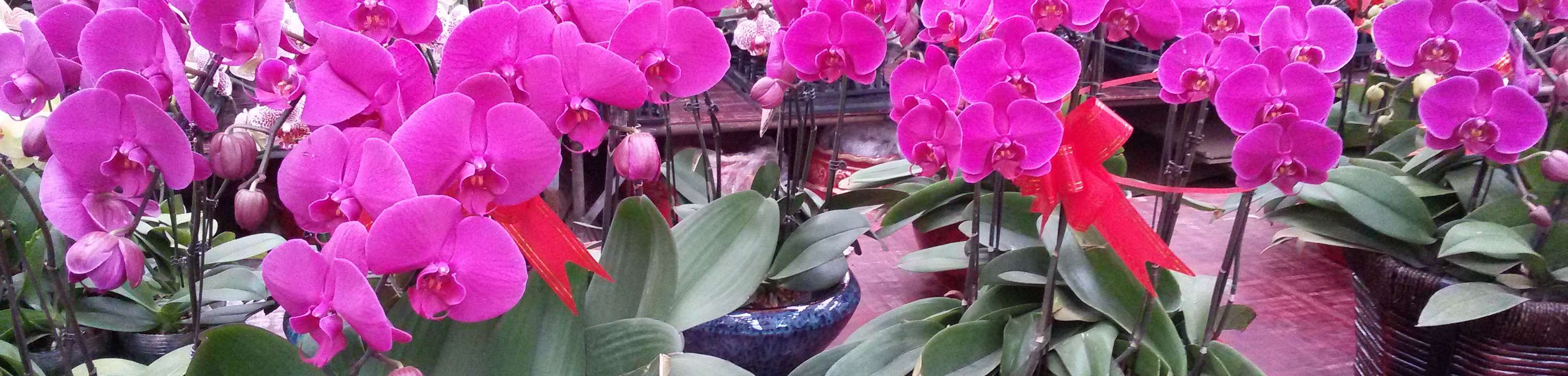 花卉绿植租摆方案