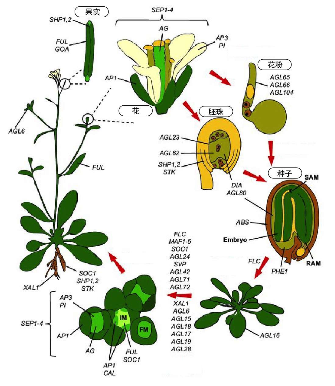 揭秘被子植物的 高调 先驱 睡莲基因组 知乎