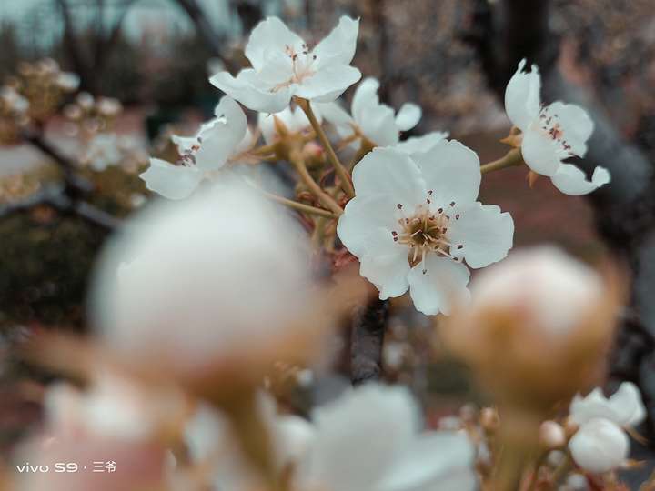 水桶无短板,这样的vivo S9你可满意?