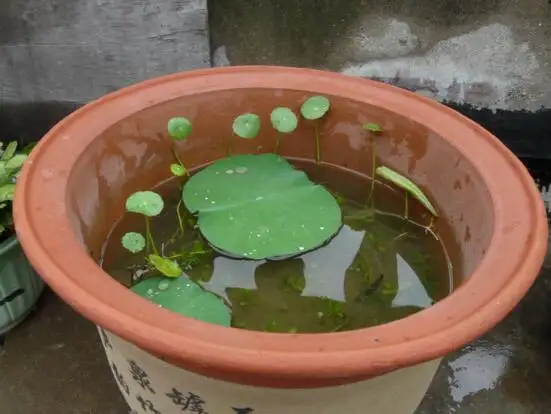 莲商会  碗莲入土方法(碗莲入土后加多少水最好)