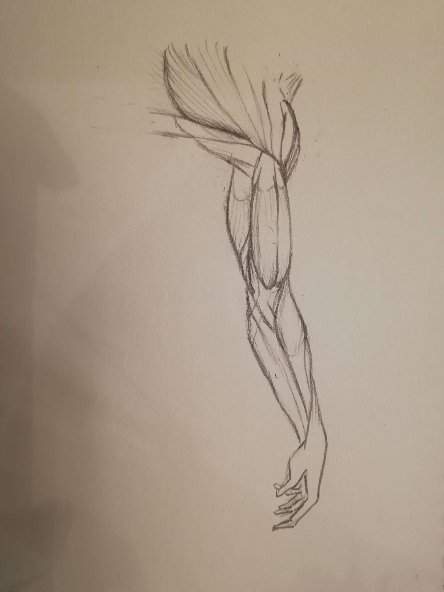 手臂肌肉图解 知乎