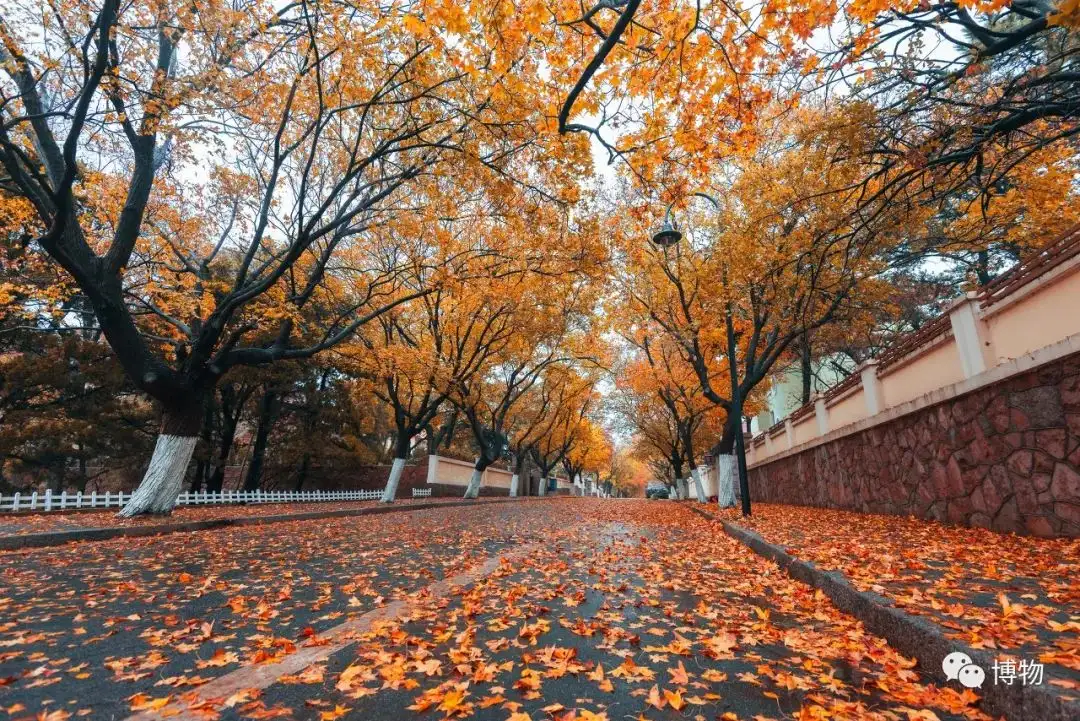 五花八门的行道树 都是怎么选拔出来的 知乎