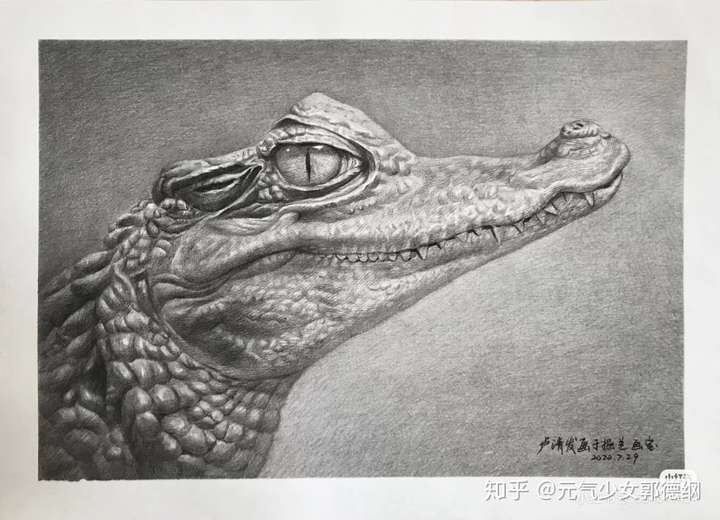 有人画过素描鳄鱼或者有相关图片么?