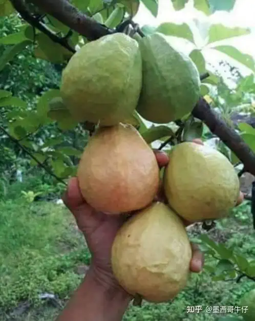 番石榴（Guayaba），墨西哥的大众水果 - 墨华网 (图3)