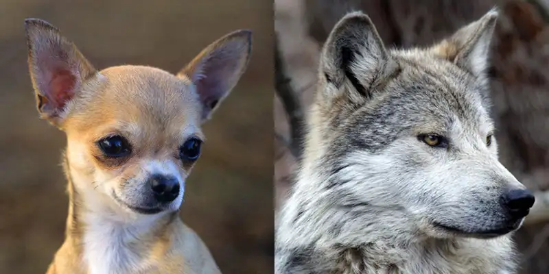 亚洲人形态分析 强壮的真相 知乎