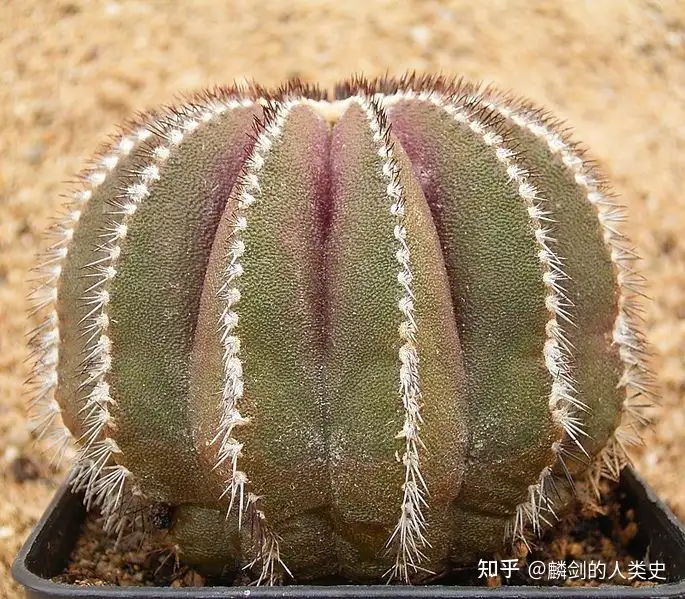 腾讯推展是什么（【被子植物本款】松树科—小果总科（二）：穗序）不间断蔬果，