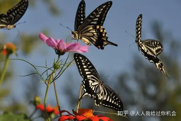 抓了一只蝴蝶怎么养？蝴蝶的寿命多长？蝴蝶与蛾子的区别是什么？（蝴蝶好抓吗）