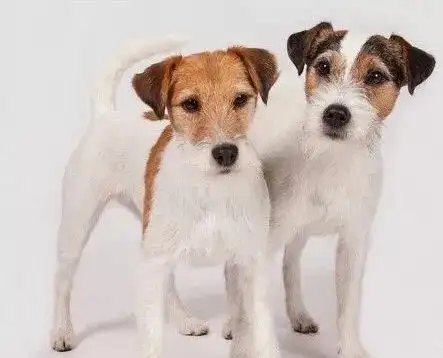 帕尔森·罗塞尔梗的腿部笔直,有韧性,胸部很窄,理想的身高在30到 36