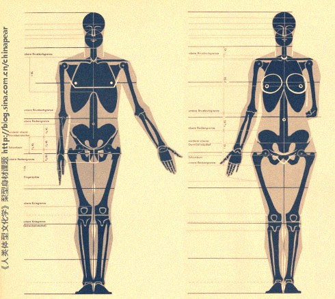 男女骨骼差异图 女性图片