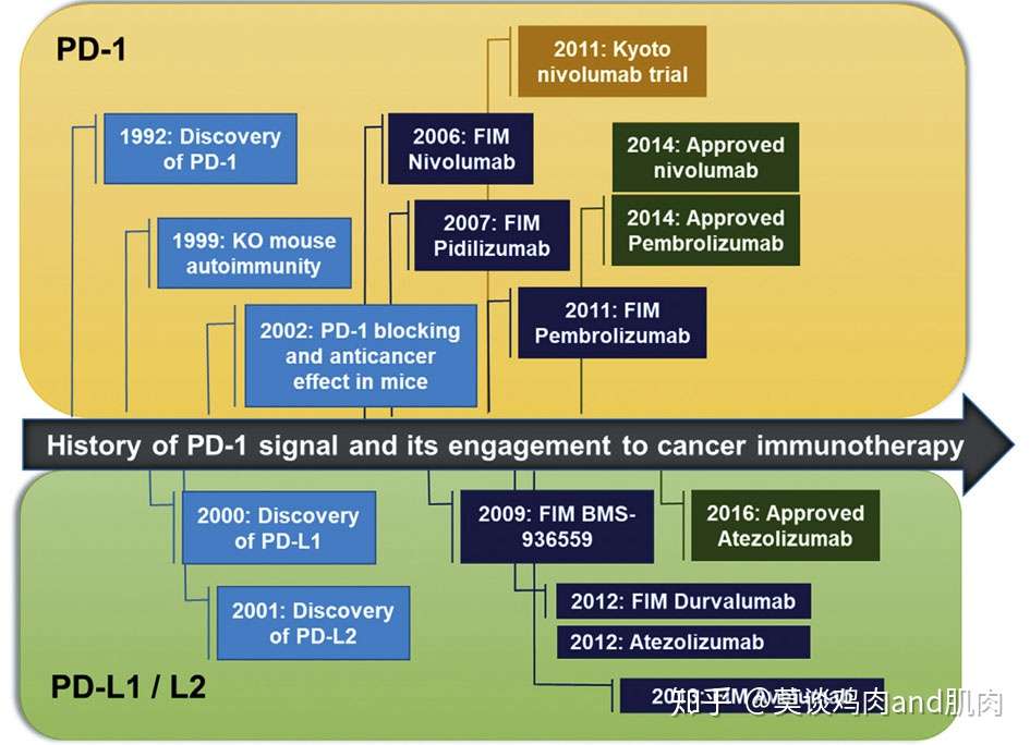 靶向PD-1和PD-L1的肿瘤免疫药物- 知乎