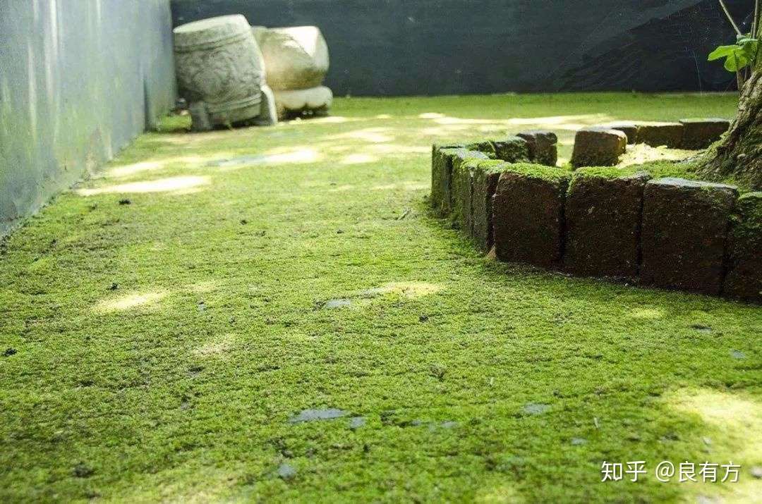 庭院 深深 雨 蒙蒙 知乎