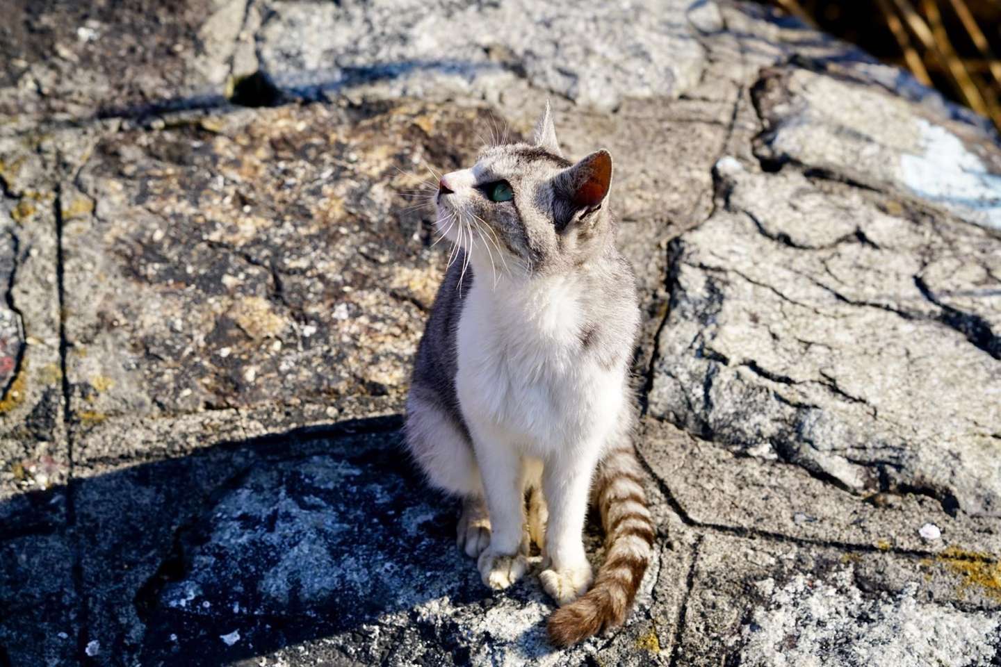 冲岛 猫岛 知乎