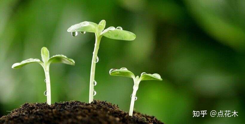 植物生长调节剂优点是什么 对人体有害吗 知乎