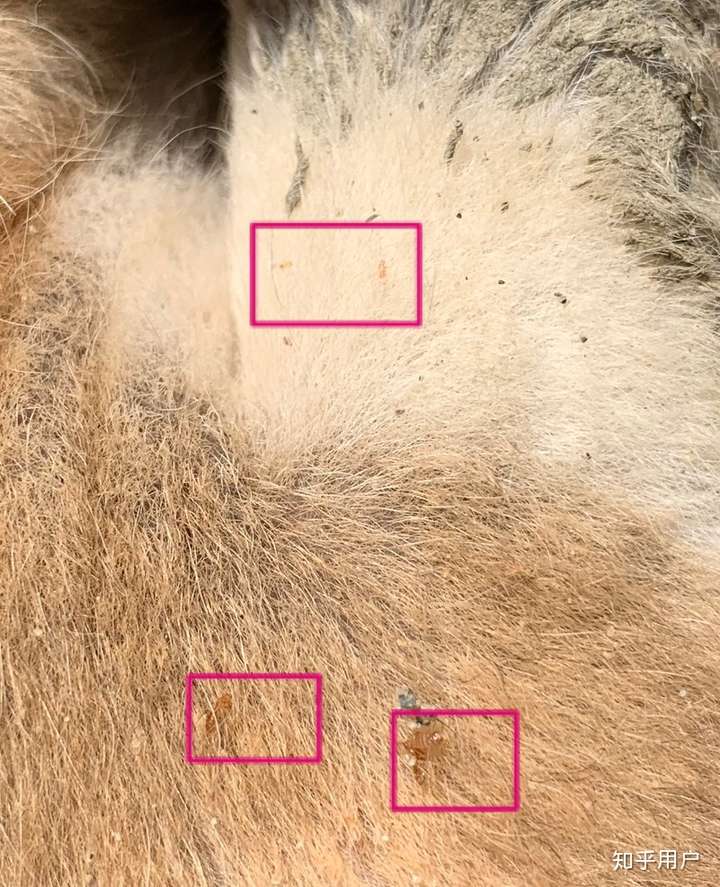 狗身上的这些黄色小虫子是啥啊,把狗狗皮都咬烂了,之前一批狗都被这种