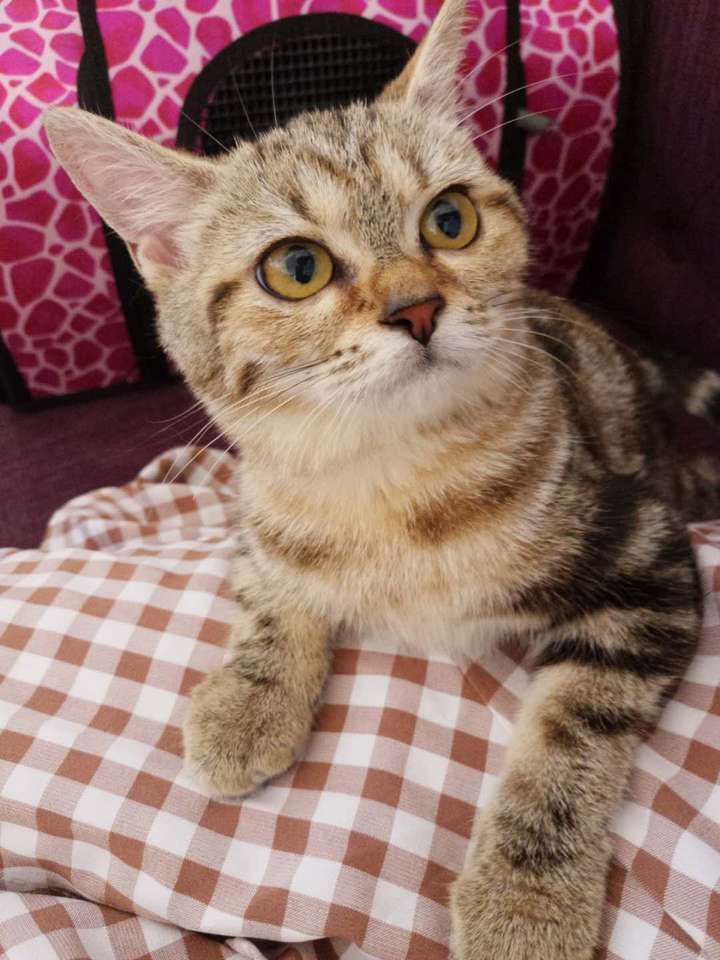 你们的美短金虎斑都怎么样