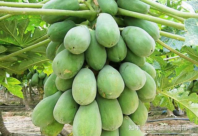木瓜用什么叶面肥好 木瓜膨大剂哪个肥料好 木瓜叶面喷洒 调色师 果子甜 上色快 知乎