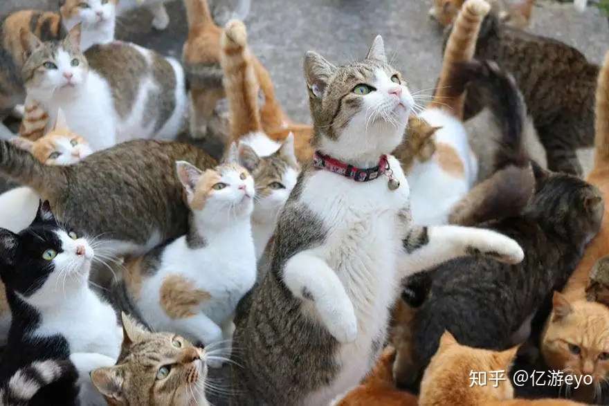 人均猫奴 怪物猎人 的随从为什么是猫 知乎