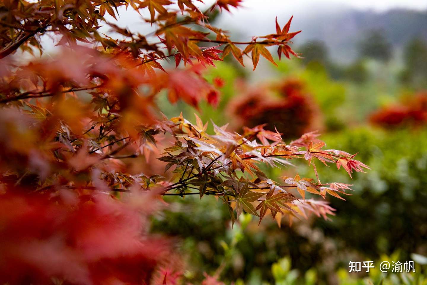 广东的春天不只可以赏花 还可领略新丰的春枫得意 周末约吗 知乎