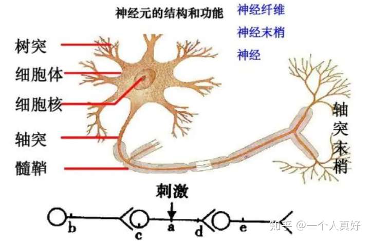 末梢神经炎吃什么药最好晚期末梢神经炎患者生活能自理吗