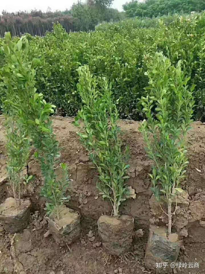 精品丛生苗是如何培养的
