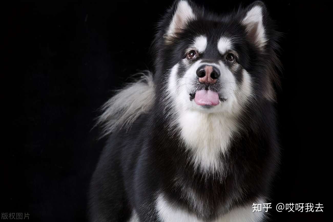 盘点那些胆子很小的狗 别指望它们保护你了 知乎