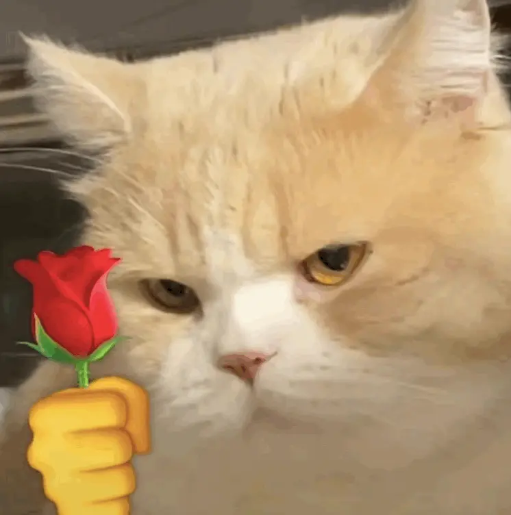 猫咪拿玫瑰的表情包图片