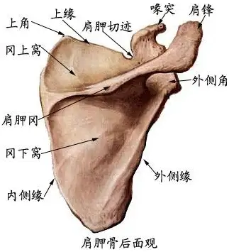 肩甲冈图片