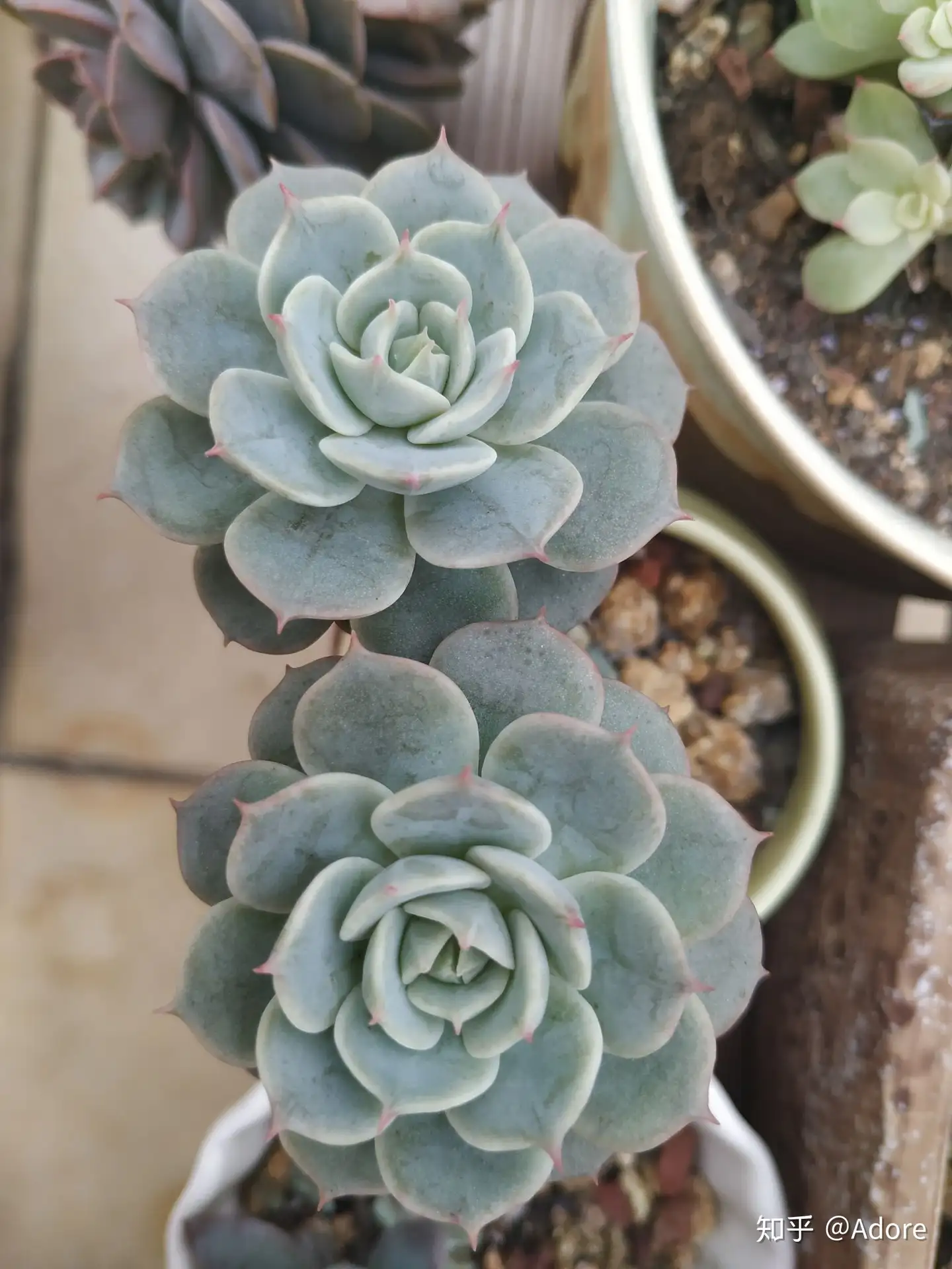 常见多肉植物品种图鉴 知乎