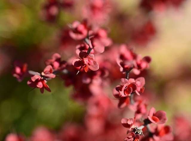 当园林中不知名的小檗 Bo 开花 惊艳了 知乎