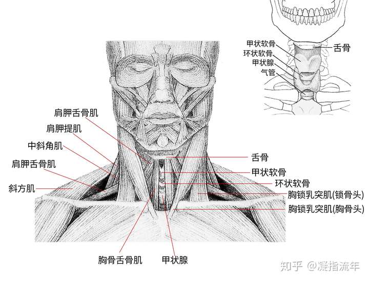 坚持学画人体结构之肌肉部分颈肌