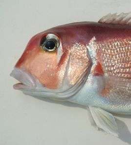 方头鱼 它连名字都叫做方头鱼