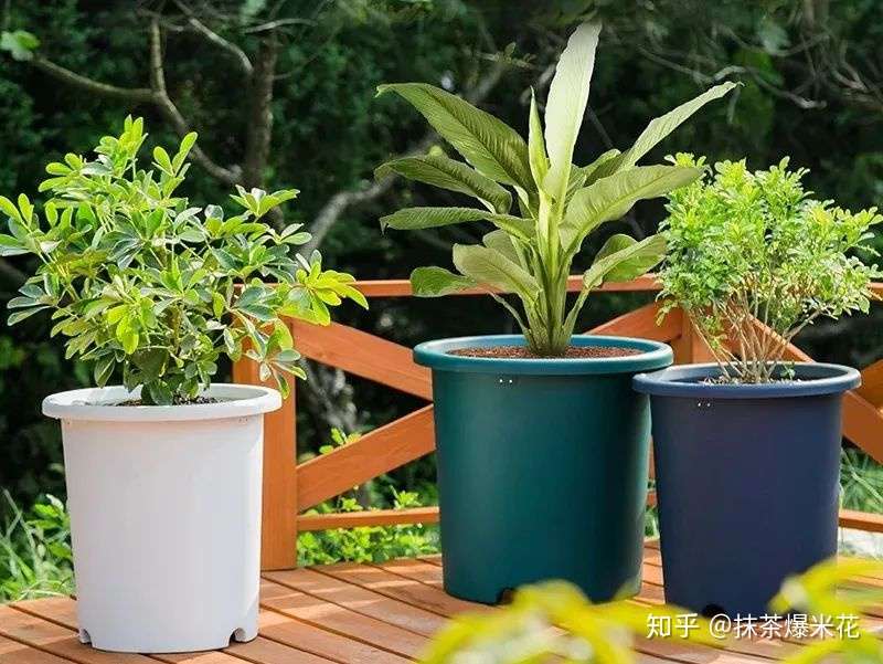 养花必看 如何给你心爱的植物 选择合适的花盆 知乎