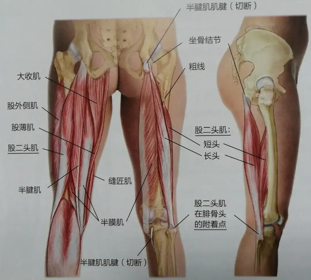 久坐烦恼之腘绳肌紧张僵硬 你可以这样放松 知乎