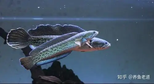 小型观赏鱼真没有这些大型鱼容易饲养 知乎
