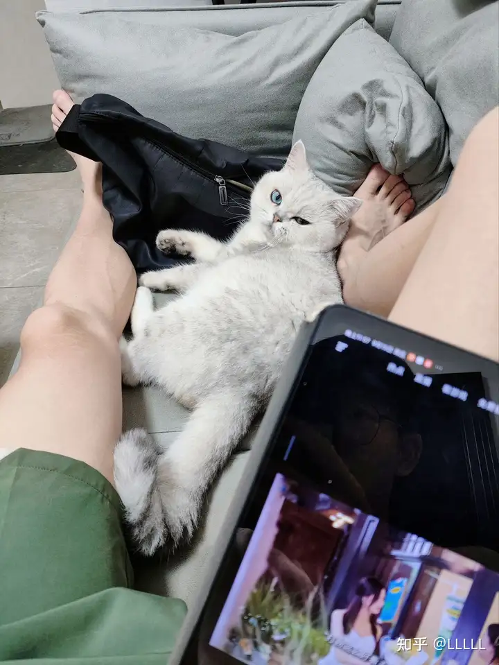 这是我家的猫🐱 - 知乎