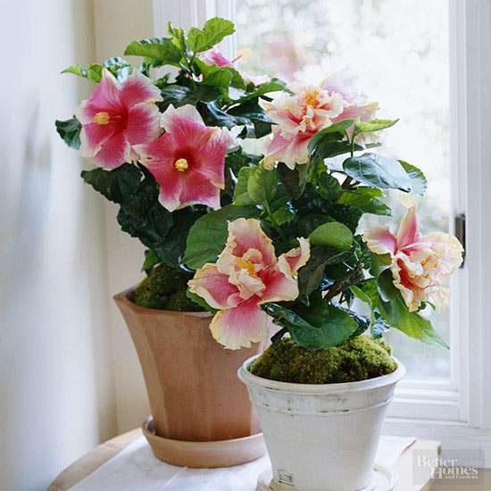 19种室内开花的植物 点缀在家中 给生活添姿彩 知乎
