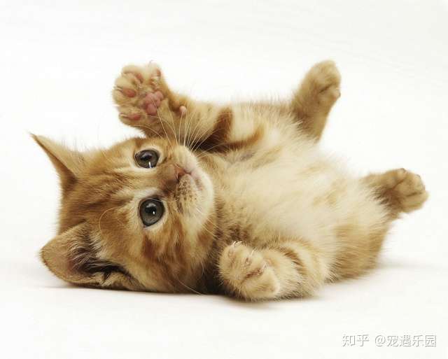 猫咪这样叫，是因为它想跟你玩了- 知乎