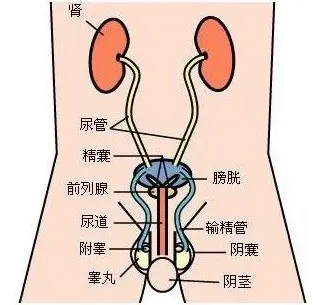尿道的位置 真实图片