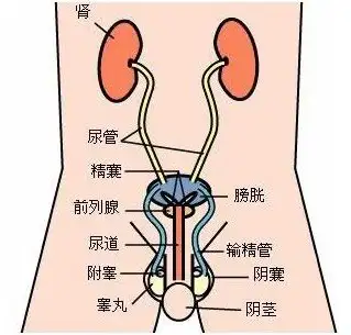 向病人講述疾病常識,急性尿路感染患者要堅持治療,在症狀消失,尿檢查