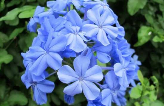 天气越热长得越好的耐高温8款植物 知乎