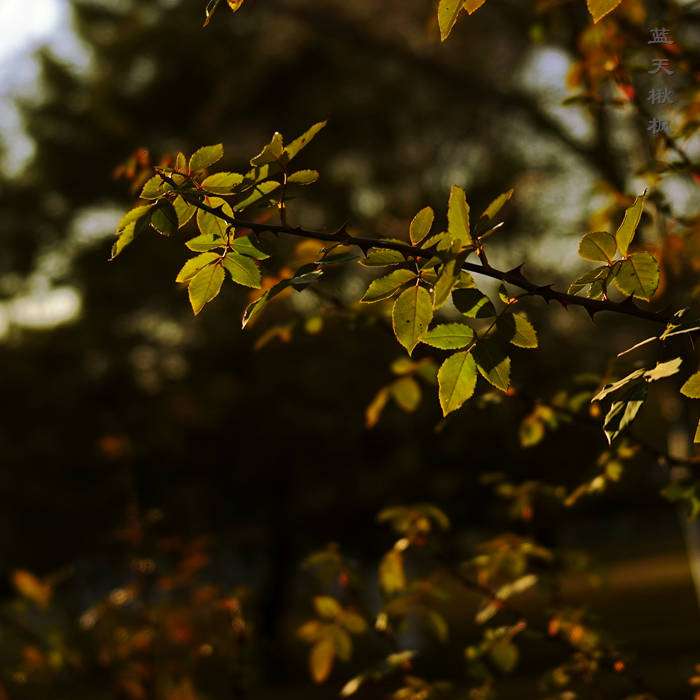 入冬的月季 知乎