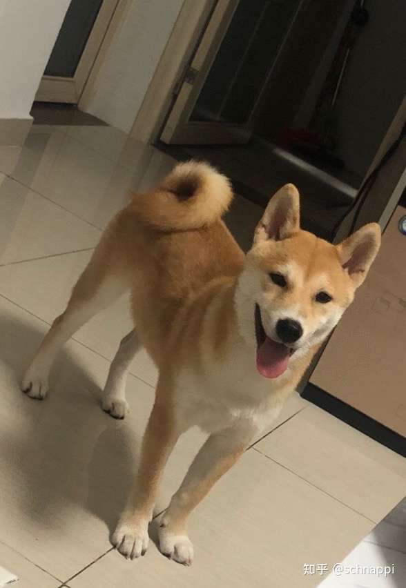 为啥我家的柴犬五个月了还这样…?