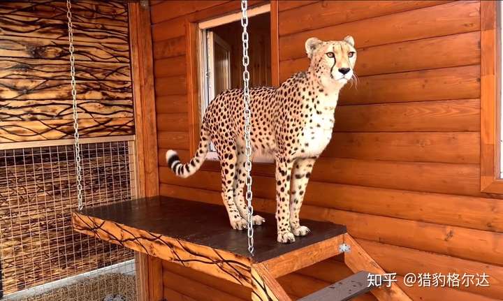 猎豹格尔达 大家好,我们是萨沙和玛莎.我们给大家介绍一位