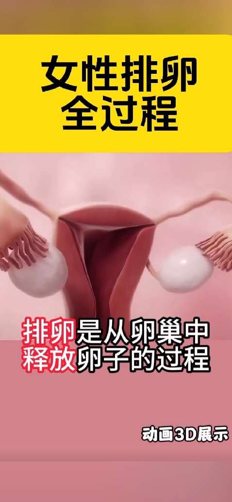 排卵子图片大全图片