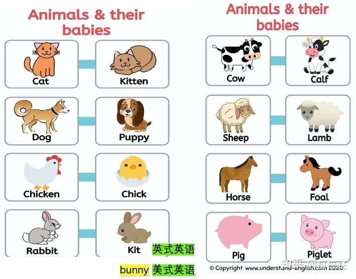 一开口就错了 这些实用的动物英语表达 课本居然都没教 知乎