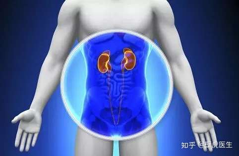 肾痛 要想确定是不是肾脏疼痛,首先得知道肾脏的具体位置