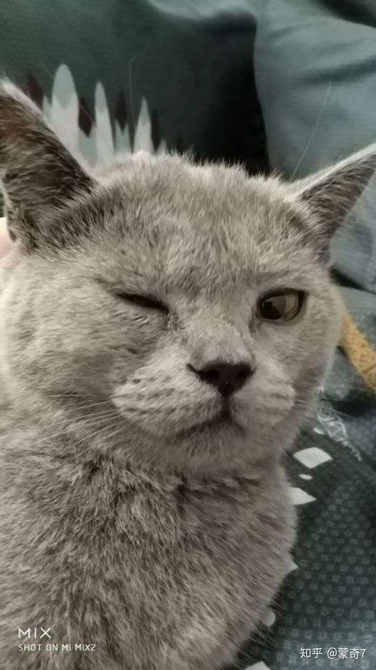 第一次特别想要猫,什么品种最好?