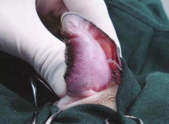 咬了口猫耳朵结果耳朵流血了