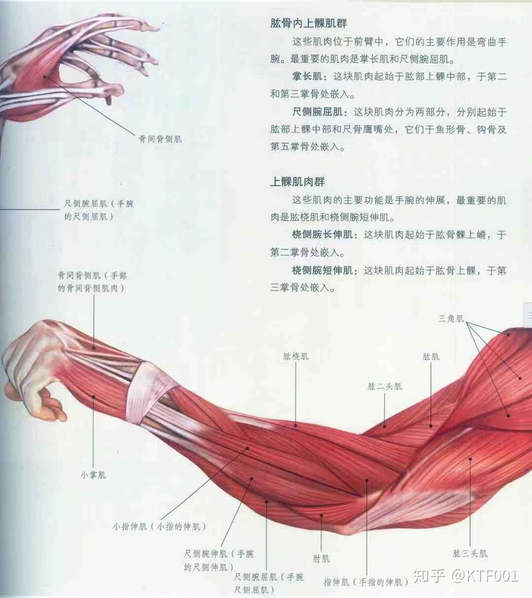 最详细肌肉拉伸教程四 手臂拉伸 知乎
