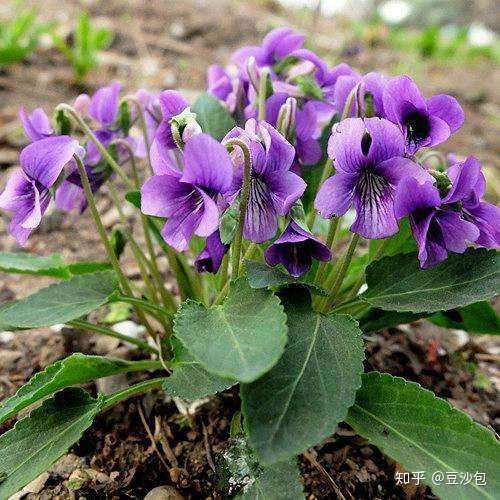 常见开蓝紫色花植物 知乎